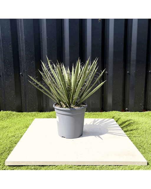 Yucca Filifera Hauteur 45 cm