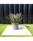 Yucca Filifera Hauteur 45 cm