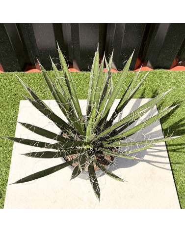 Yucca Filifera Hauteur 45 cm