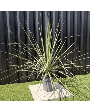 Nolina Nelsonii Hauteur 110 cm