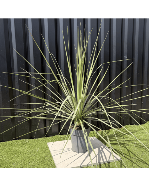 Nolina Nelsonii Hauteur 110 cm