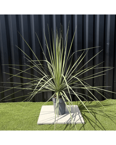 Nolina Nelsonii Hauteur 110 cm