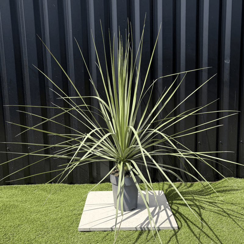 Nolina Nelsonii Hauteur 110 cm