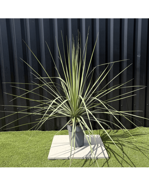 Nolina Nelsonii Hauteur 110 cm