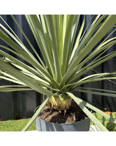 Nolina Nelsonii Hauteur 110 cm