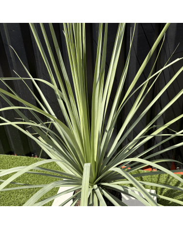 Nolina Nelsonii Hauteur 110 cm