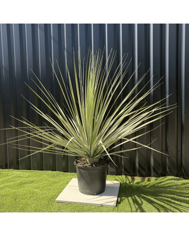 Nolina Nelsonii Hauteur 160 cm