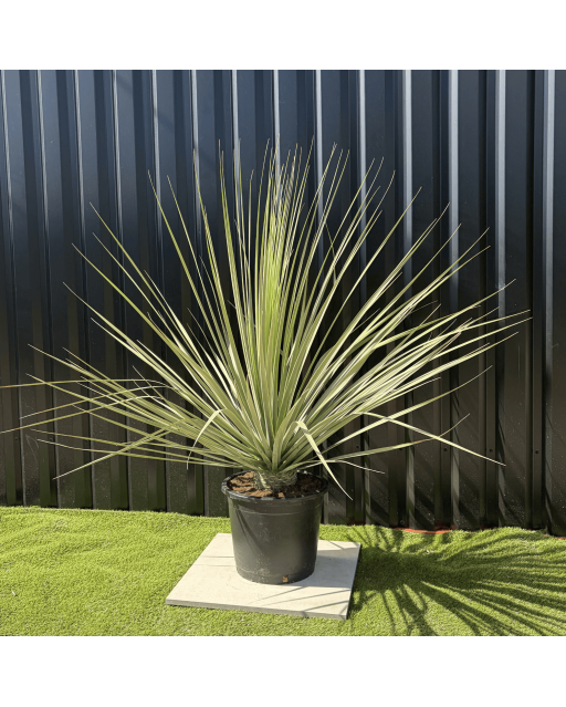 Nolina Nelsonii Hauteur 160 cm