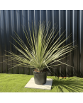 Nolina Nelsonii Hauteur 160 cm