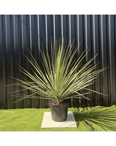 Nolina Nelsonii Hauteur 160 cm