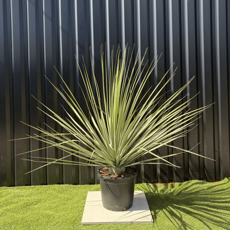 Nolina Nelsonii Hauteur 160 cm