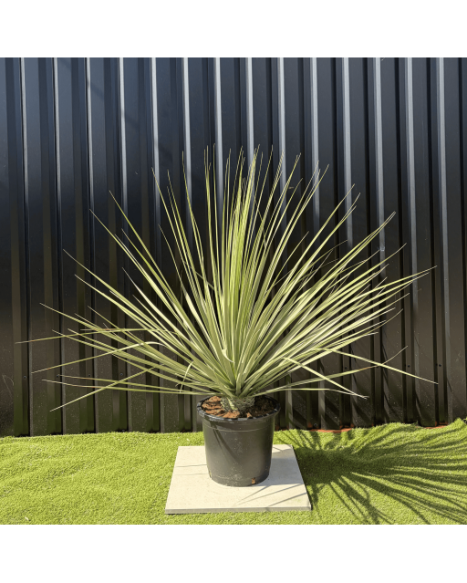 Nolina Nelsonii Hauteur 160 cm