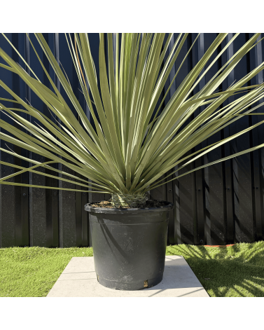 Nolina Nelsonii Hauteur 160 cm