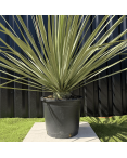 Nolina Nelsonii Hauteur 160 cm