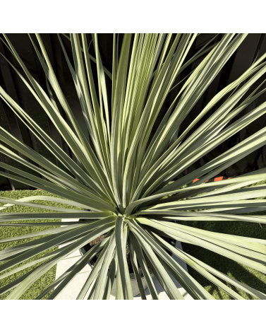 Nolina Nelsonii Hauteur 160 cm