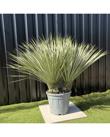 Yucca Rostrata Double Troncs H.110 cm