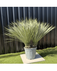 Yucca Rostrata Double Troncs H.110 cm