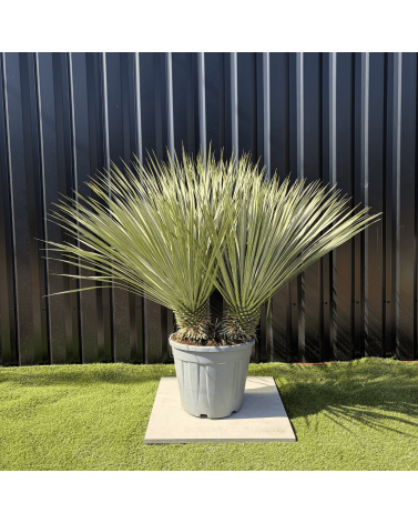 Yucca Rostrata Double Troncs H.110 cm