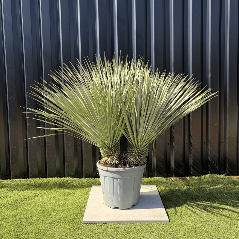Yucca Rostrata Double Troncs H.110 cm