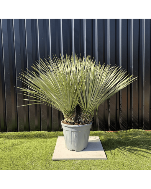 Yucca Rostrata Double Troncs H.110 cm