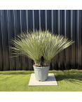 Yucca Rostrata Double Troncs H.110 cm