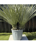 Yucca Rostrata Double Troncs H.110 cm