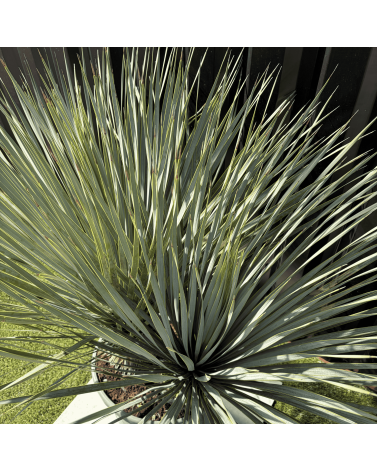 Yucca Rostrata Double Troncs H.110 cm