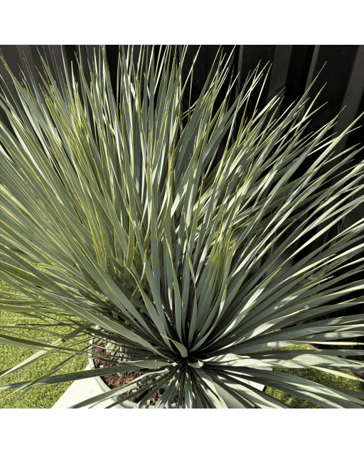 Yucca Rostrata Double Troncs H.110 cm