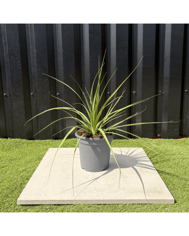 Nolina Parviflora Hauteur 40 cm