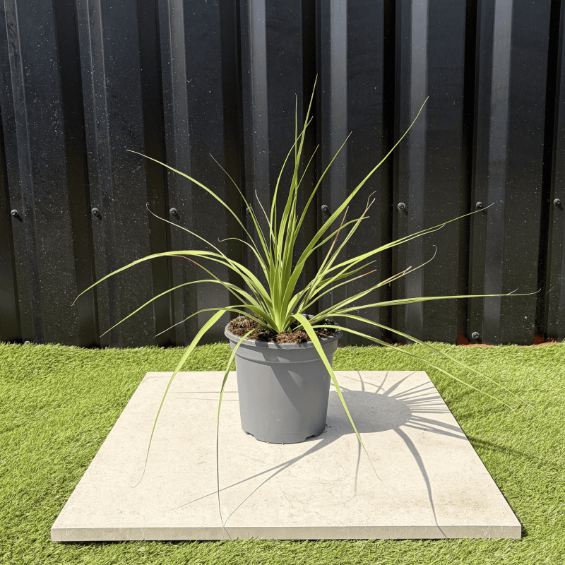 Nolina Parviflora Hauteur 40 cm