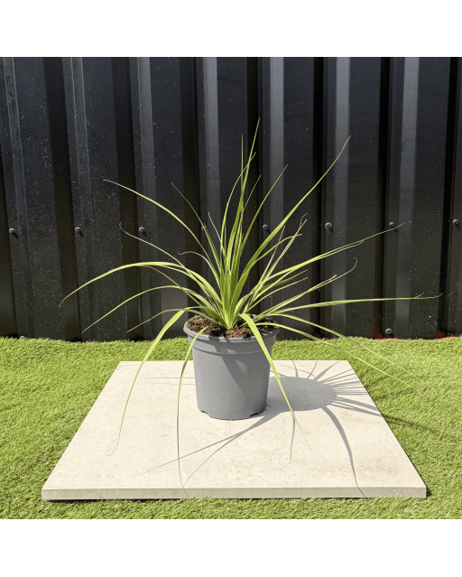 Nolina Parviflora Hauteur 40 cm