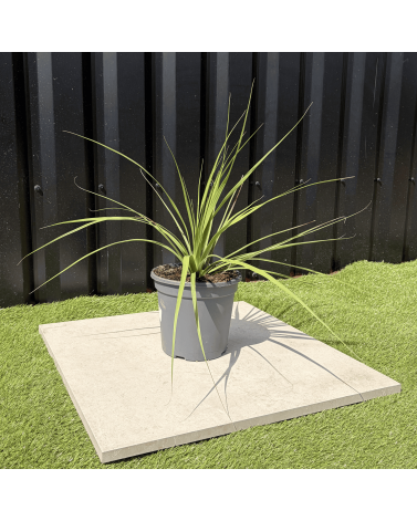 Nolina Parviflora Hauteur 40 cm