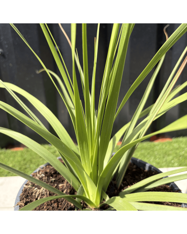 Nolina Parviflora Hauteur 40 cm