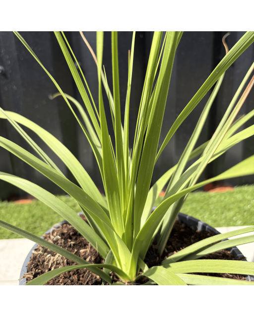 Nolina Parviflora Hauteur 40 cm