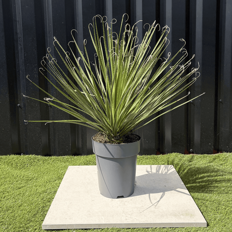 Dasylirion Serratifolium Hauteur 80 cm