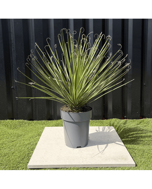 Dasylirion Serratifolium Hauteur 80 cm