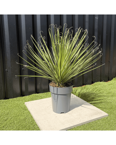 Dasylirion Serratifolium Hauteur 80 cm