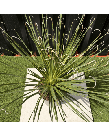 Dasylirion Serratifolium Hauteur 60 cm