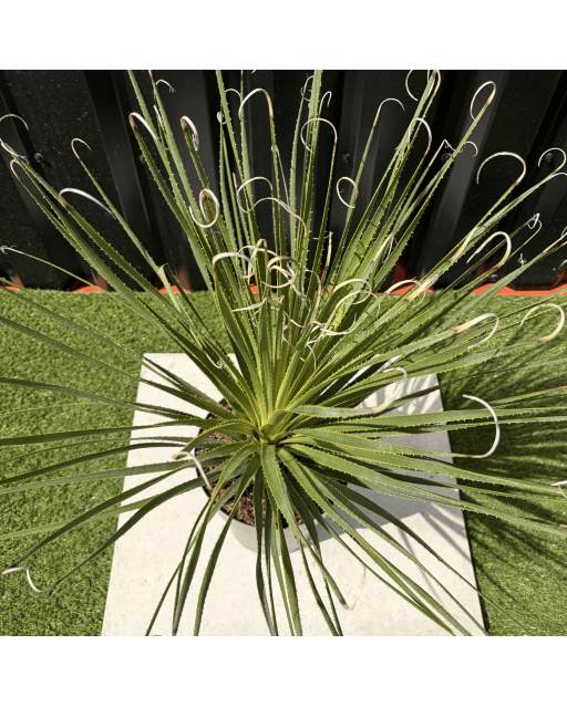 Dasylirion Serratifolium Hauteur 60 cm