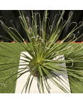 Dasylirion Serratifolium Hauteur 60 cm