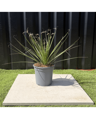 Dasylirion Serratifolium Hauteur 60 cm