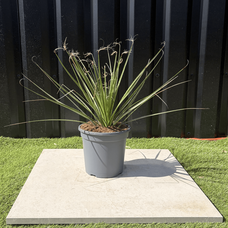 Dasylirion Serratifolium Hauteur 60 cm