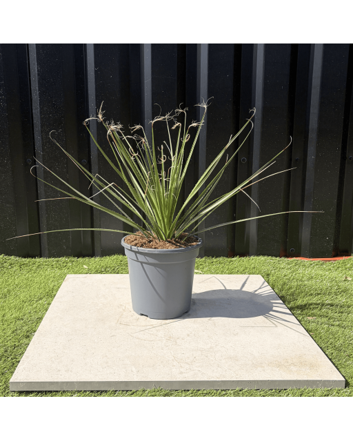 Dasylirion Serratifolium Hauteur 60 cm