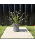 Dasylirion Serratifolium Hauteur 60 cm