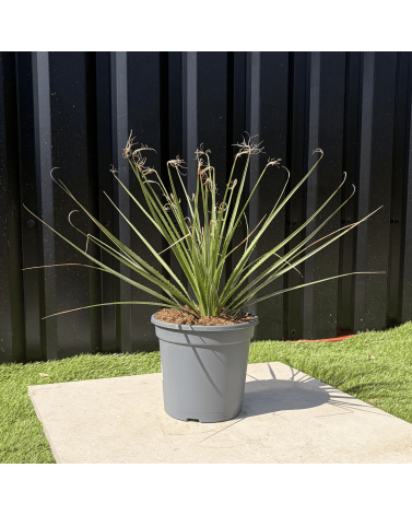 Dasylirion Serratifolium Hauteur 60 cm