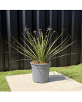 Dasylirion Serratifolium Hauteur 60 cm