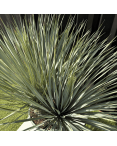 Yucca Rostrata Double Troncs H.150 cm