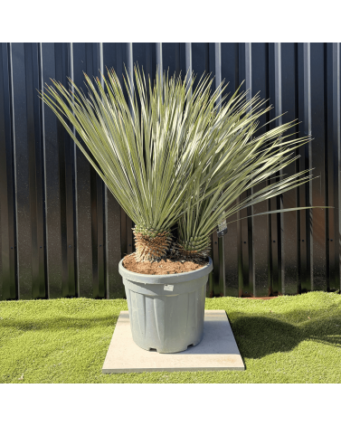 Yucca Rostrata Double Troncs H.150 cm