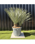 Yucca Rostrata Double Troncs H.150 cm