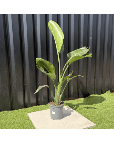 Strelitzia Nicolai Oiseau de Paradis Hauteur 100 cm